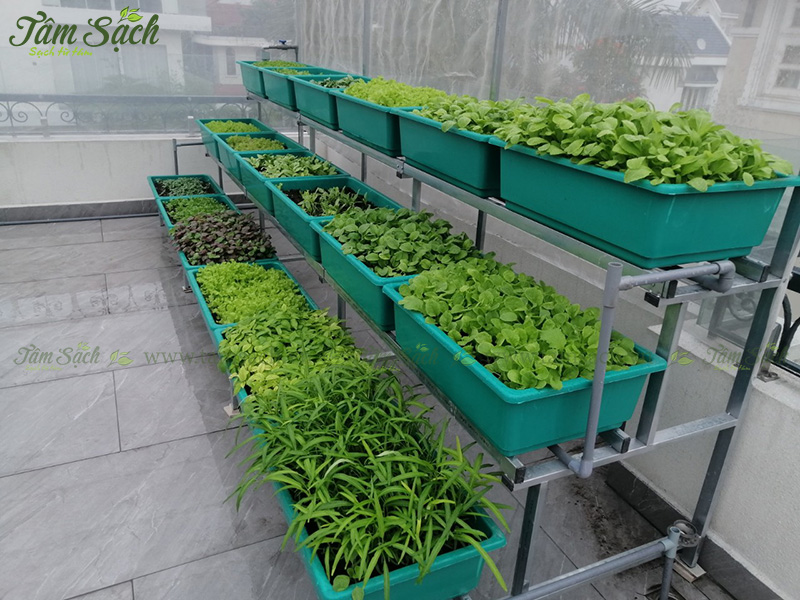 khay nhựa trồng rau thông minh tưới tự động