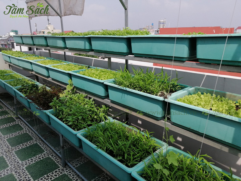 khay nhựa trồng rau thông minh tưới tự động