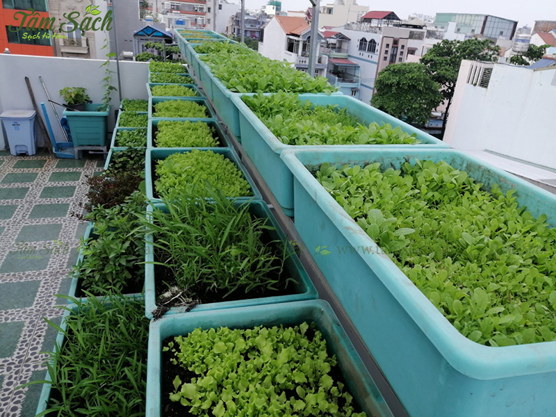 khay nhựa trồng rau thông minh tưới tự động