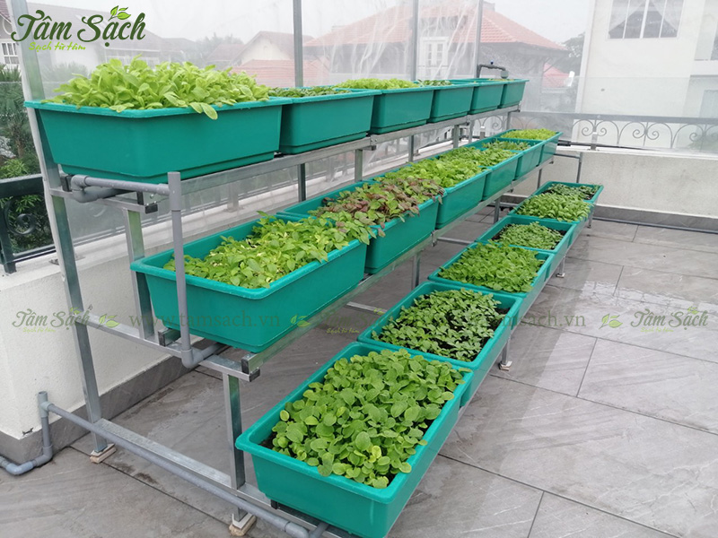 khay nhựa trồng rau thông minh tưới tự động