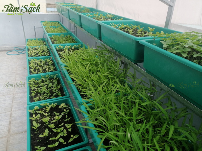 khay nhựa trồng rau thông minh tưới tự động
