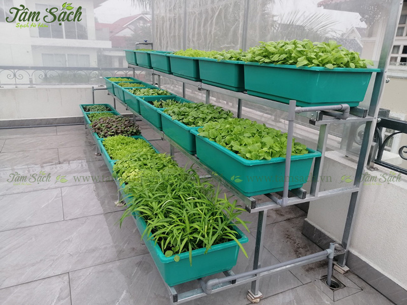 khay nhựa trồng rau thông minh tưới tự động