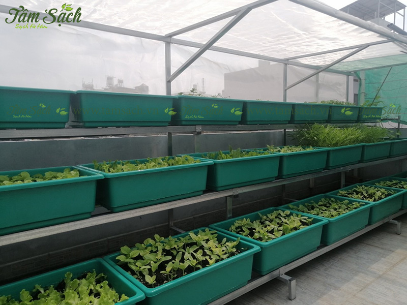 khay nhựa trồng rau thông minh tưới tự động
