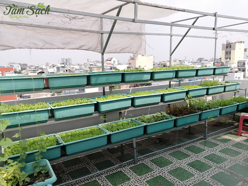 khay nhựa trồng rau thông minh tưới tự động