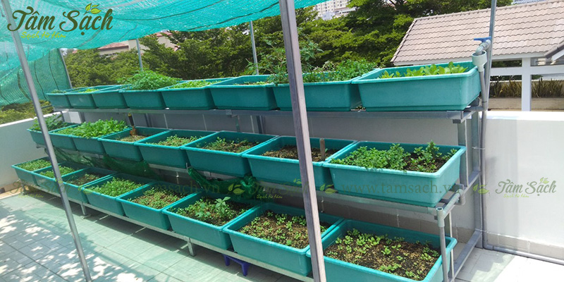 khay nhựa trồng rau thông minh tưới tự động