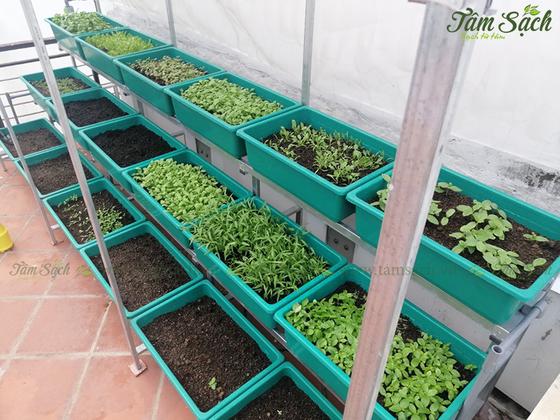 khay nhựa trồng rau thông minh tưới tự động