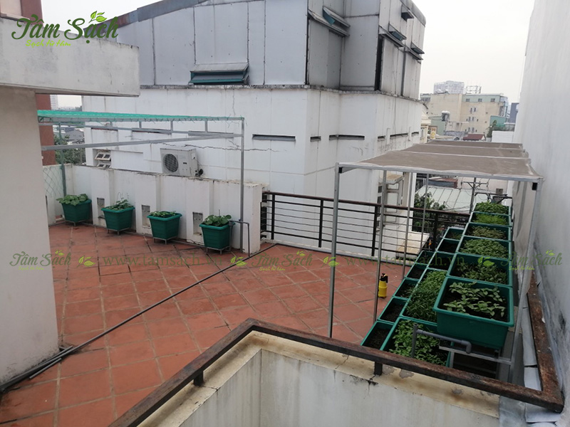 khay nhựa trồng rau thông minh tưới tự động