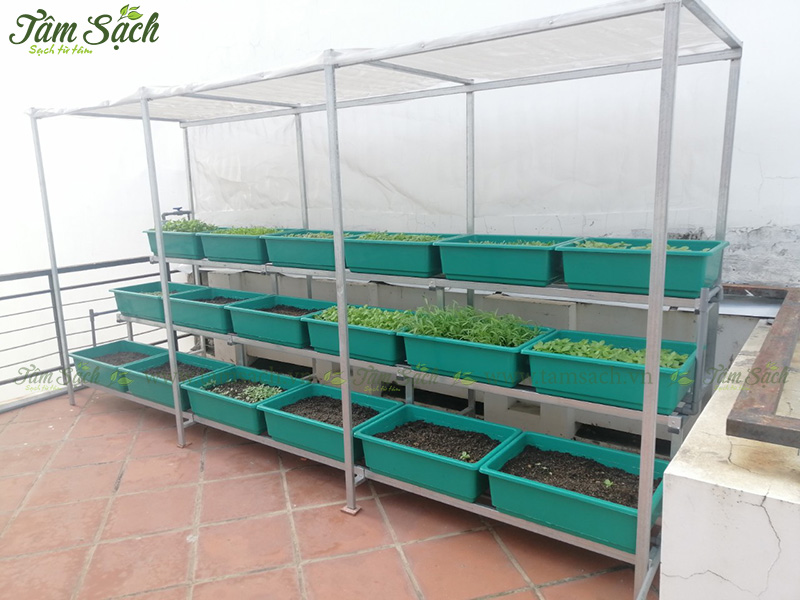khay nhựa trồng rau thông minh tưới tự động