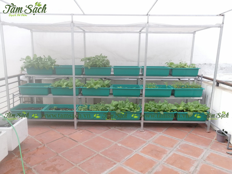 khay nhựa trồng rau thông minh tưới tự động