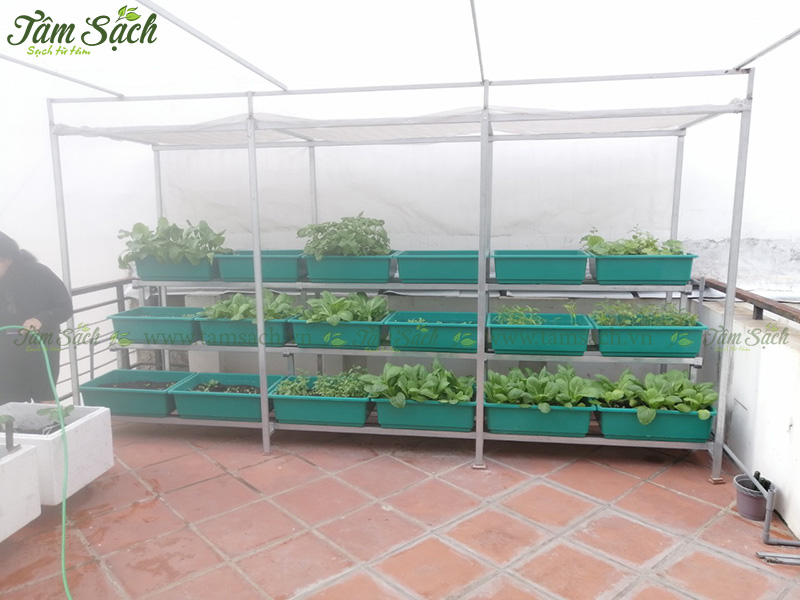 khay nhựa trồng rau thông minh tưới tự động