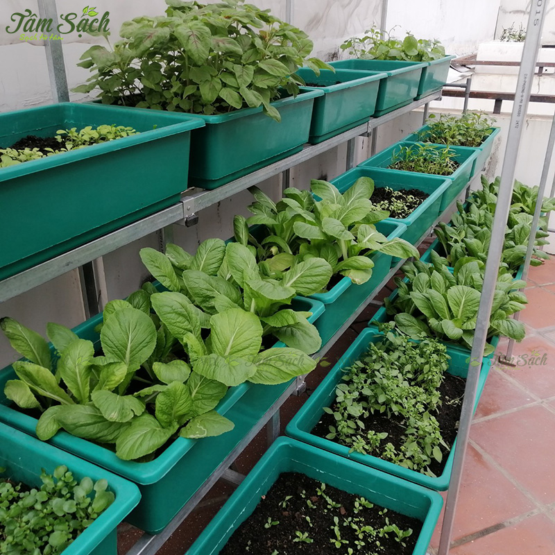 khay nhựa trồng rau thông minh tưới tự động