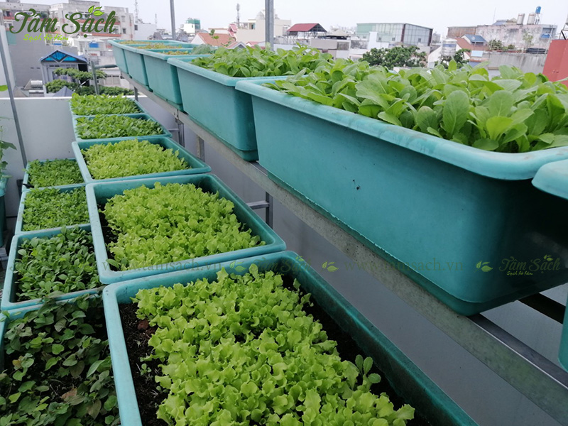 khay nhựa trồng rau thông minh tưới tự động