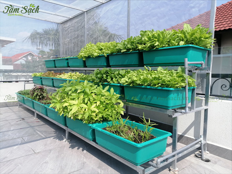 khay nhựa trồng rau thông minh tưới tự động
