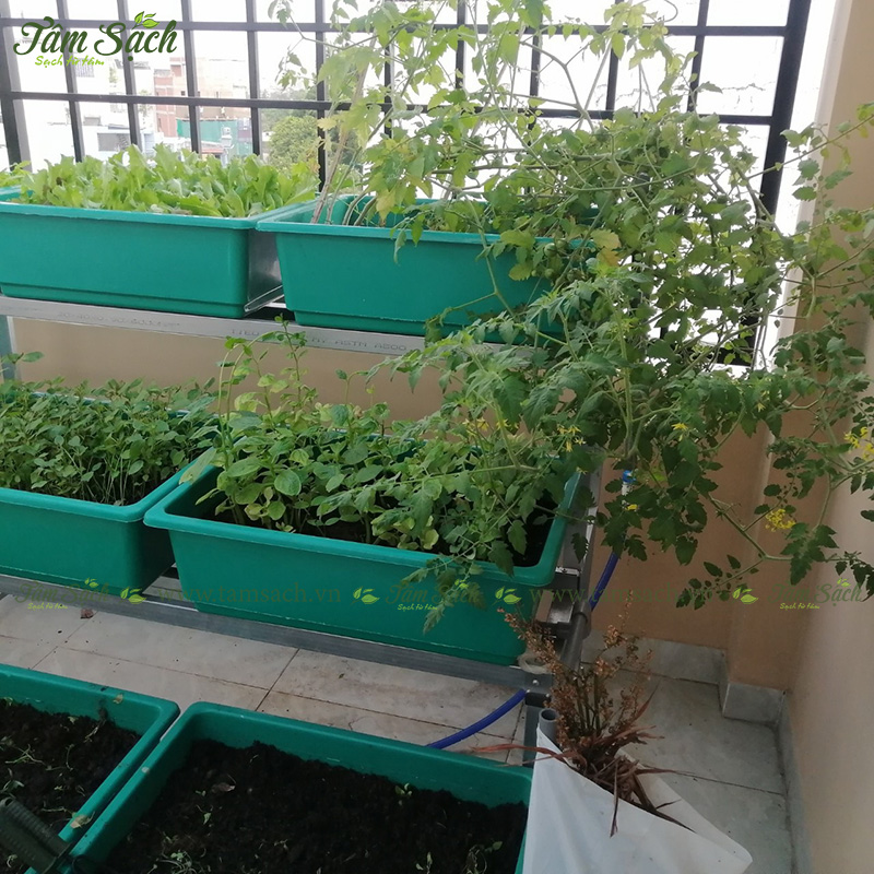 khay trồng rau 3 tầng thông minh