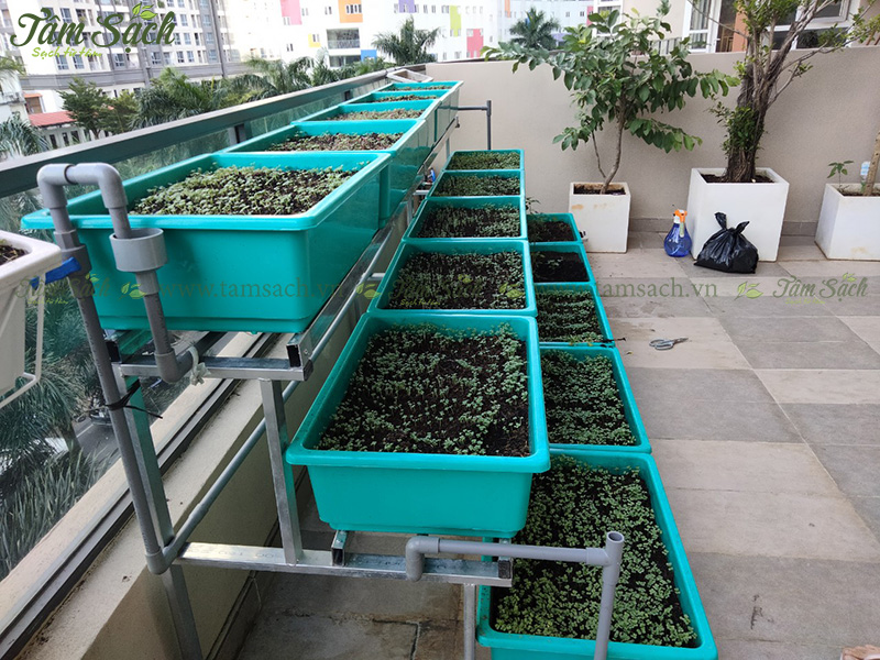 khay trồng rau 3 tầng thông minh