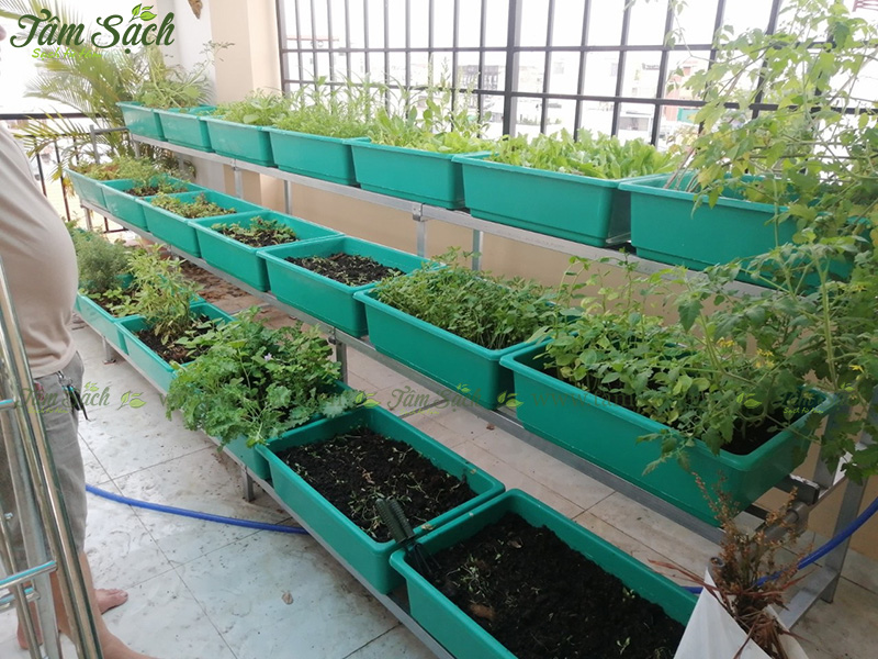 khay trồng rau 3 tầng thông minh