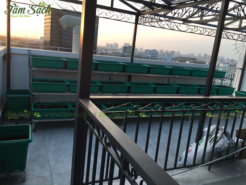 khay trồng rau 3 tầng thông minh