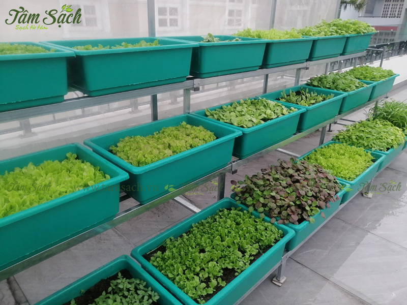 khay trồng rau 3 tầng thông minh