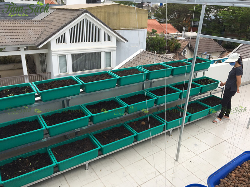 khay trồng rau 3 tầng thông minh