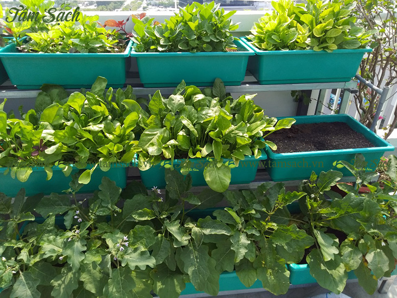 khay trồng rau 3 tầng thông minh