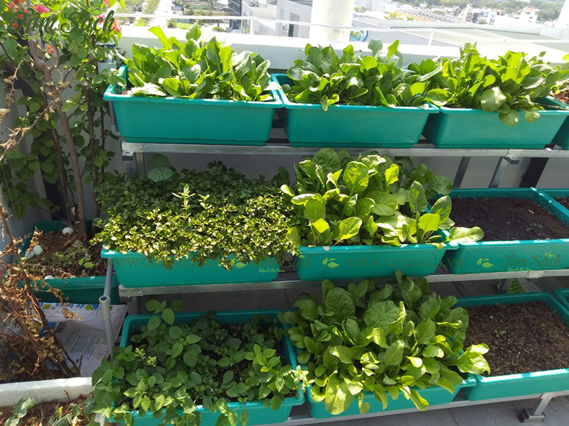 khay trồng rau 3 tầng thông minh