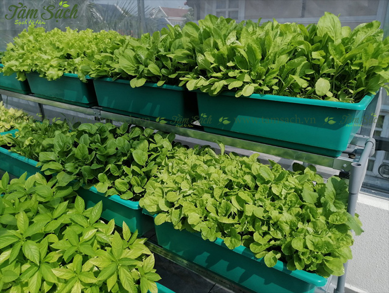 khay trồng rau 3 tầng thông minh
