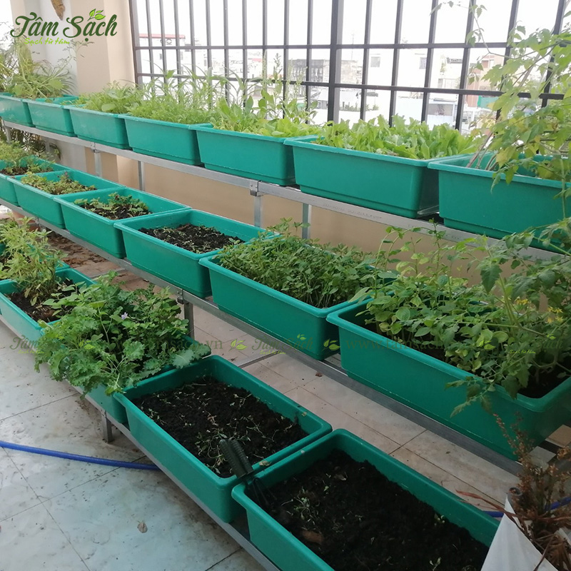 khay trồng rau 3 tầng thông minh