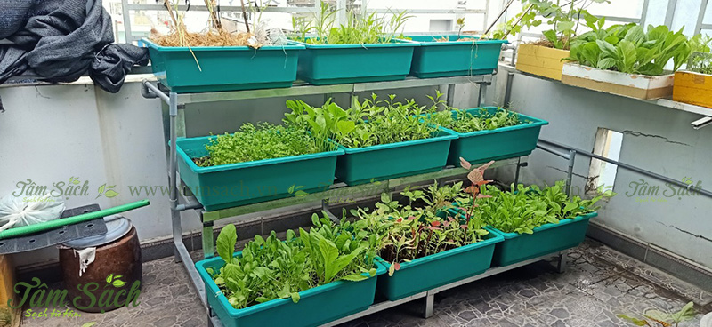 khay trồng rau 3 tầng thông minh
