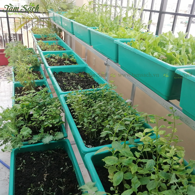 khay trồng rau 3 tầng thông minh