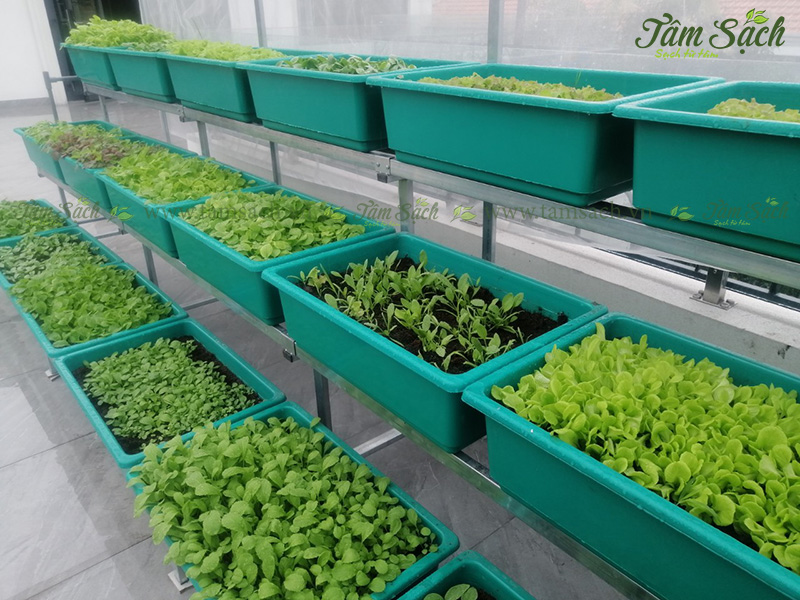 khay trồng rau 3 tầng thông minh