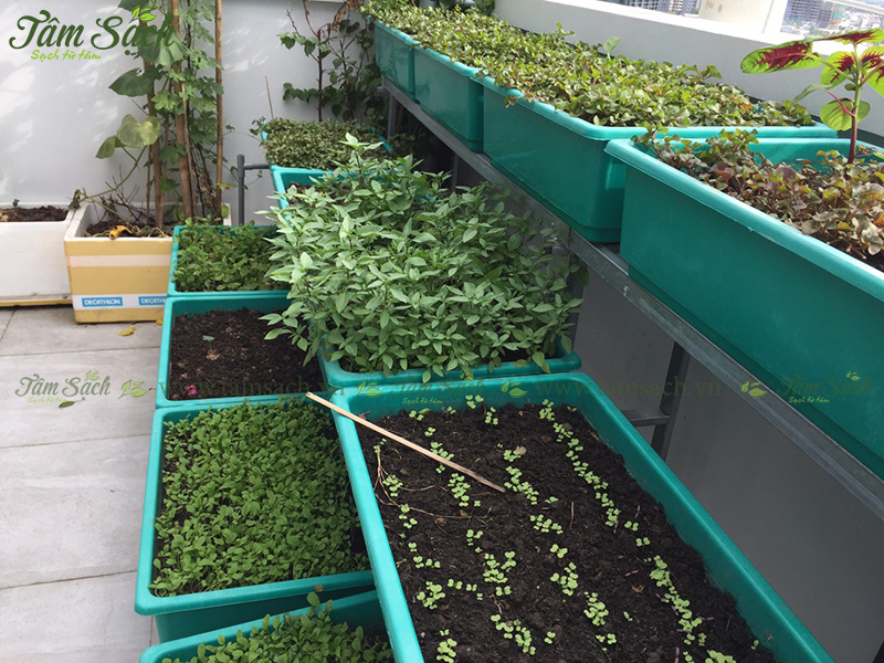 khay trồng rau 3 tầng thông minh