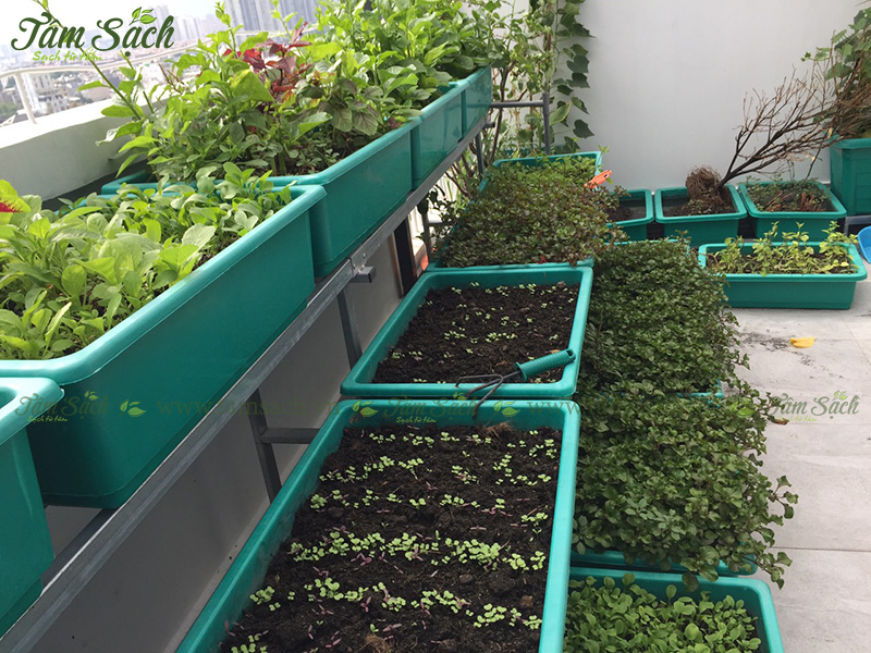 khay trồng rau 3 tầng thông minh