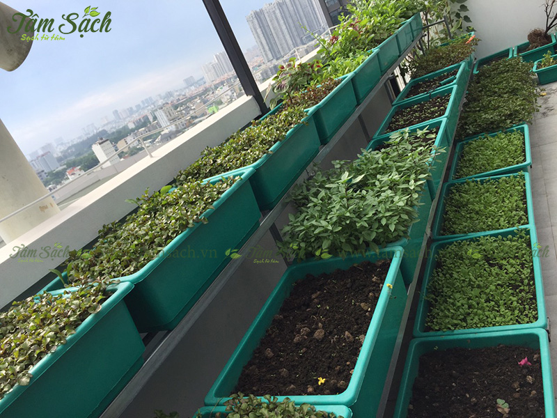 khay trồng rau 3 tầng thông minh
