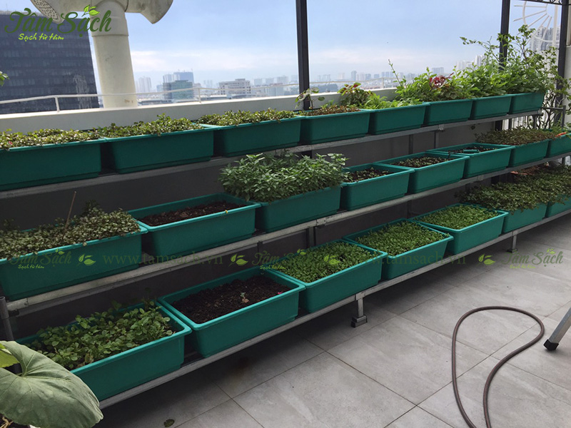 khay trồng rau 3 tầng thông minh