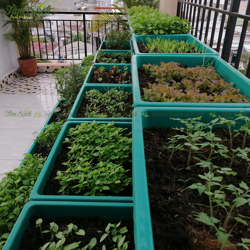 khay trồng rau 3 tầng thông minh