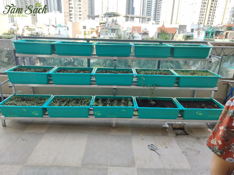 khay trồng rau 3 tầng thông minh