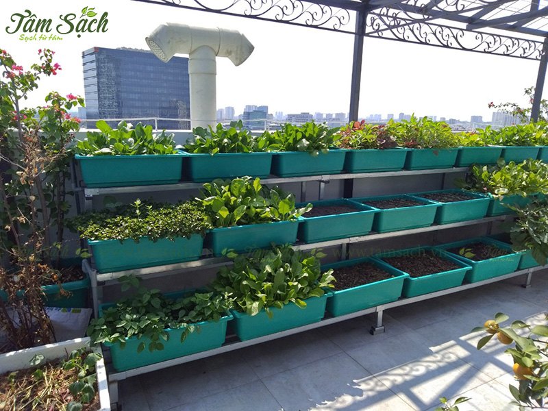 khay trồng rau 3 tầng thông minh