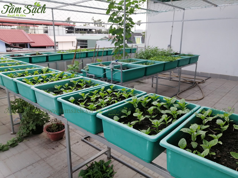 làm vườn rau trên sân thượng