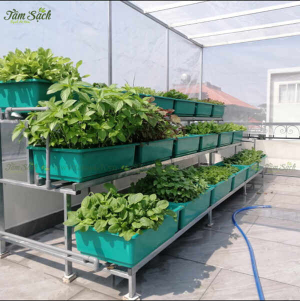 Làm vườn rau trên sân thượng: 3 cách đơn giản và nhanh chóng nhất