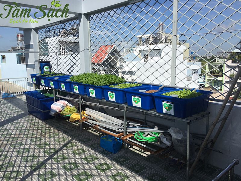 Mô hình trồng rau nuôi cá sân thượng