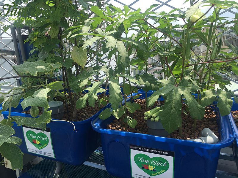 Mô hình trồng rau nuôi cá sân thượng