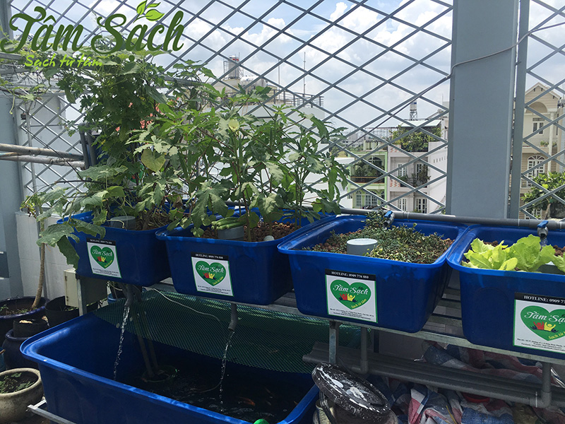 Mô hình trồng rau nuôi cá sân thượng