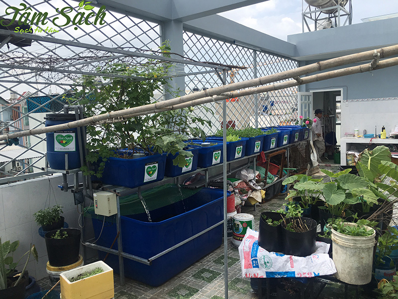 Mô hình trồng rau nuôi cá sân thượng