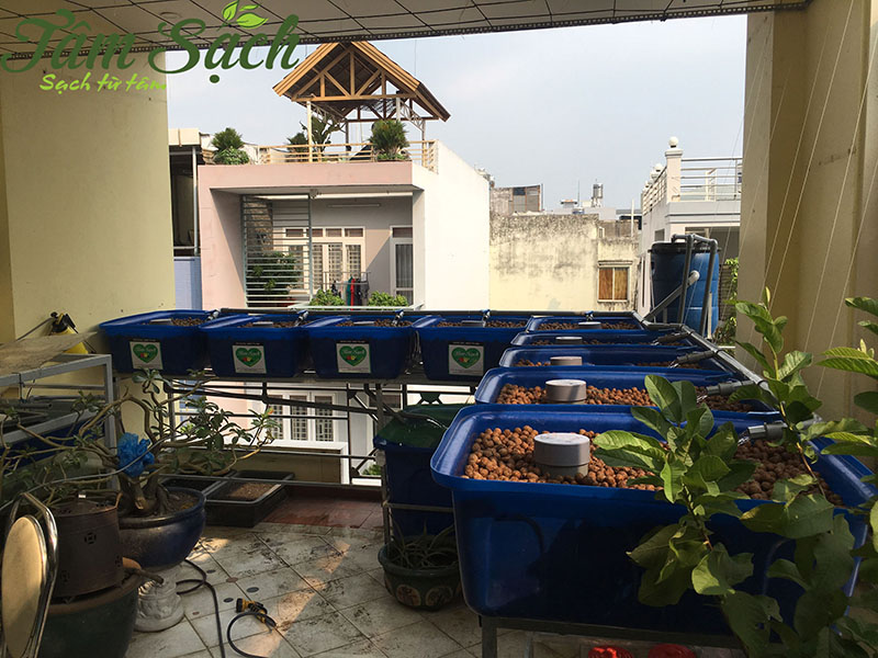 Nuôi cá trồng rau thuỷ canh