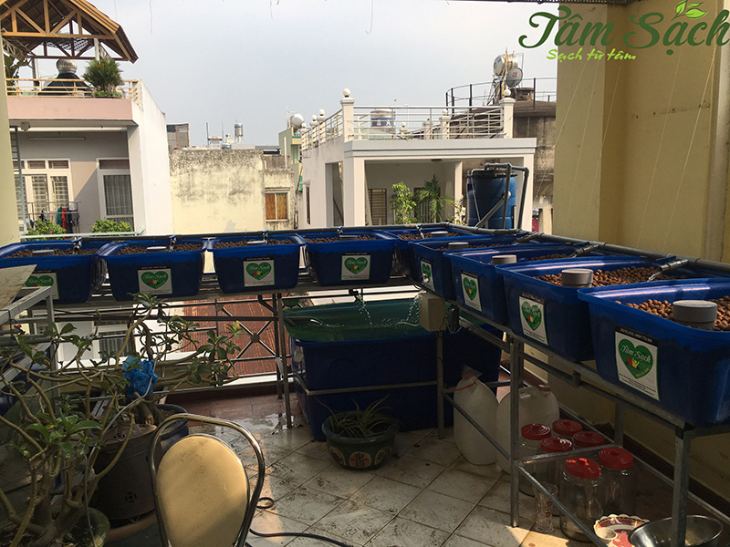 Nuôi cá trồng rau thuỷ canh