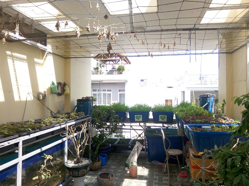 Nuôi cá trồng rau thuỷ canh