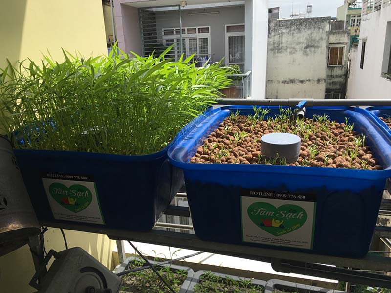 Nuôi cá trồng rau thuỷ canh