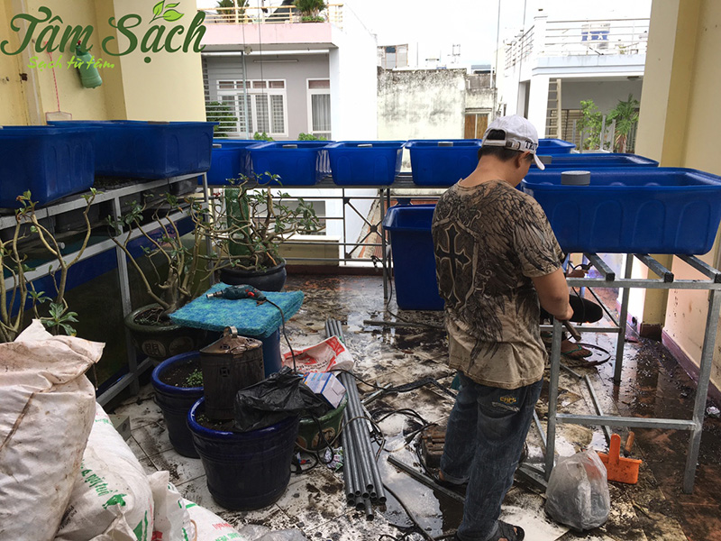 Nuôi cá trồng rau thuỷ canh