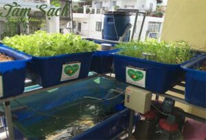 Nuôi cá trồng rau thuỷ canh