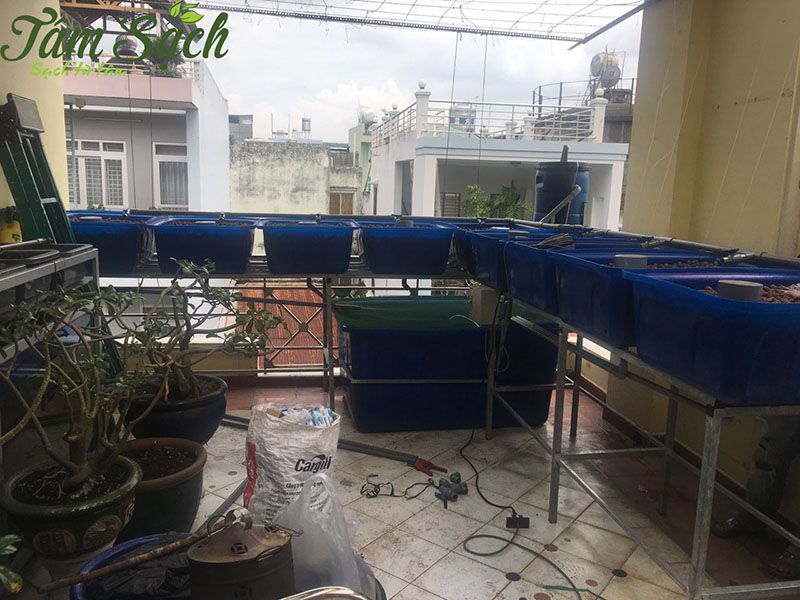 Nuôi cá trồng rau thuỷ canh